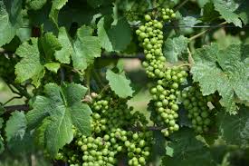 Risultati immagini per uva per vino