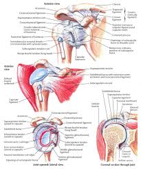 Extends shoulder from flexed position. Anterior Shoulder Pain Causes Symptoms Diagnosis Treatment