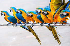 Parakeets are not limited to just seeds! 14 Fun Facts About Parrots Science Smithsonian Magazine
