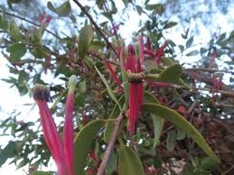 Image result for Tapinanthus