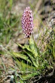 Image result for Disa fragrans