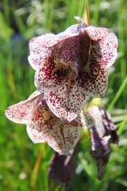 Image result for Gladiolus ecklonii