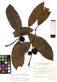 Image result for Diospyros sp. no. 1 sensu FZ