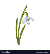 Single Galanthus Snowdrop Spring Flower With Stem Vector Image Spring Flowers Images Flower Drawing Spring Drawing