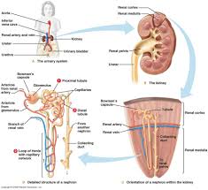 flow chart of human excretory system human excretory system