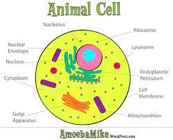 Summary of the cell parts. Cells And Microorganisms Unit 4 Mrs Sanford S Extraordinary 5th Grade Class