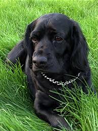 Beagle Cocker Spaniel Mix Black And Tan Reese My Cocker Spaniel Lab Mix He S 4 Years Old And Will Always Look Like A Lab Puppy D He S A Rescue Dog Cocker Spaniel Mix Cocker Spaniel Spaniel Puppies