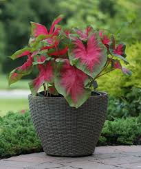 Check spelling or type a new query. 6 Tips For Growing Caladiums In Zones 5 7 Longfield Gardens