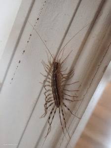 House Centipede - Loudoun Wildlife Conservancy