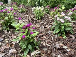 Image result for Gomphrena globosa