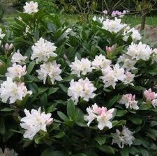 Rhododendron Cunningham S White Rhododendron Witte Tuinen Tuin Voortuin