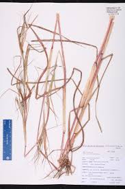 Image result for Heteropogon melanocarpus