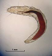 Fleas can infest any home, regardless of how clean it is. Flea Wikipedia