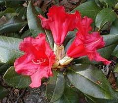 Rhododendron Baden Baden In 2020 Rhododendron Rhododendron Plant Plants