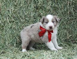 We did not find results for: 79 Border Collie Australian Shepherd Mix Puppies For Sale Colorado L2sanpiero