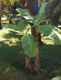 It takes between 3 and 6 months for the banana tree fruit to mature. Musa Basjoo Wikipedia