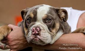 Carelessly bred english bulldog puppies offered for sale are a dime a dozen and are most likely to have health. English Bulldog Breeders Near Me Petfinder