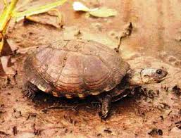 Check spelling or type a new query. East African Black Mud Turtle Wikipedia