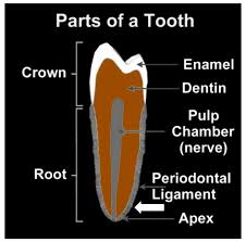 Jump to topic how much does a root canal cost without insurance? Root Canal Dangers The Weston A Price Foundation