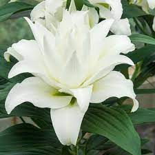 Pin On Gardening Floral