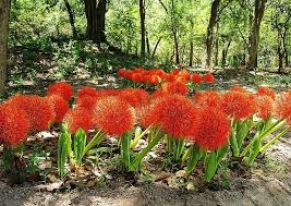 Image result for Scadoxus