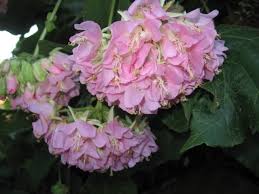 Image result for Dombeya lastii