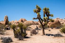 Maybe you would like to learn more about one of these? 17 Unforgettable Rv Camp Spots Near Joshua Tree Camper Report