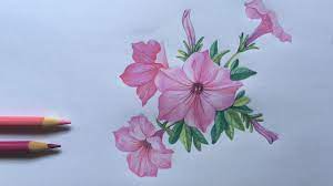 Petunia Flowers Drawing In Color Pencils | How To Draw Flower | Crayola  Color Pencils - Youtube