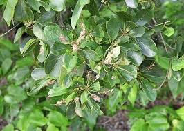 Image result for Terminalia mollis