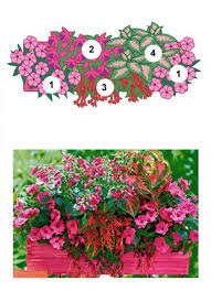 Balkonblumen Fantasievoll Kombiniert Balkon Blumen Blumenkasten Balkon Blumenkasten