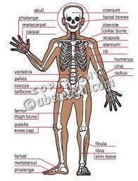 Clip Art Human Anatomy Skeletal System Color Labeled Human Anatomy Skeletal System Facial Bones
