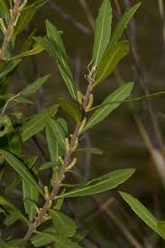 Image result for Myrica serrata