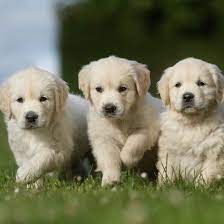 Breeding for 20 plus years all dogs house trained no kennels. 1 Golden Retriever Puppies For Sale In Pittsburgh Pa