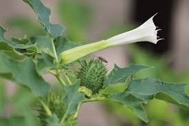 Image result for Datura inoxia