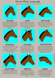 Horse Behavior Horse Body Language Chart Www