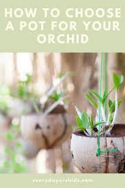 We did not find results for: Do Orchids Need A Special Pot Everyday Orchids