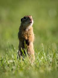 Wash the trap using unscented soap and warm water. How To Get Rid Of Gophers Organic Pest Control Growing Organic