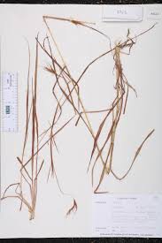 Image result for Hyparrhenia rufa