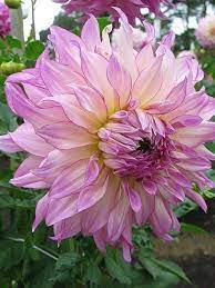 Photo Of Dahlia Dahlia Veca Lucia Great Gardens Ideas Pretty Flowers Beautiful Flowers Dahlia