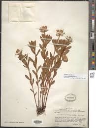 Image result for Gnidia kraussiana