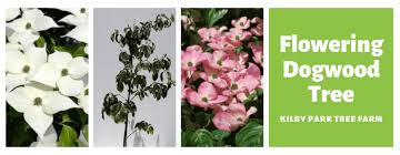 Nearly sterile, this exotic hybrid bears little fruit and is hardy through usda zone 5b. Dogwood Tree Australia 3 Best Flowering Dogwoods 2021