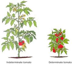 Heirloom means that the plant is open pollinated and has been a. Determinate Or Indeterminate Tomato Plants Cromalinsupport
