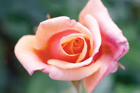 rose description major species britannica