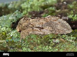 Image result for Peridea anceps