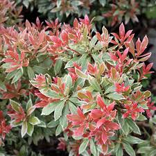 Garden of the gods oasis. Schattenglockchen Little Heath Pieris Japonica Little Heath Diese Schattenglockchen Sorte Hat Dunkelgrune Blatter Mit Weissem Unregelmassigem Rand Native Plants