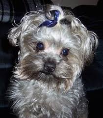 Yorkipoo Dog Breed Pictures 3