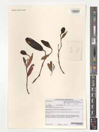 Image result for Stomatostemma