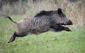 Babi Hutan Ciri Ciri Habitat Persebaran Penyakit Dan Lainnya Dunia Fauna Hewan Binatang Tumbuhan Dunia Fauna Hewan Binatang Tumbuhan