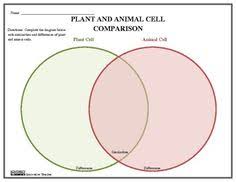Plant cell worksheet · the edible cell directions. 43 Plant And Animal Cells Ideas Plant And Animal Cells Animal Cell Science Cells