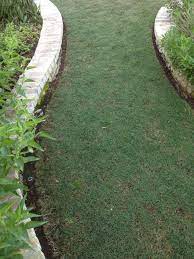 Celebration Bermuda Grass Bermuda Grass Garden Plants
